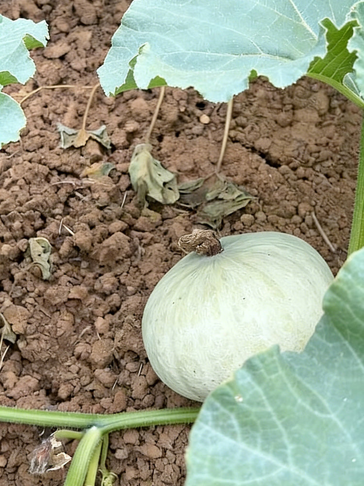Large White Flat-Seeded Pumpkin