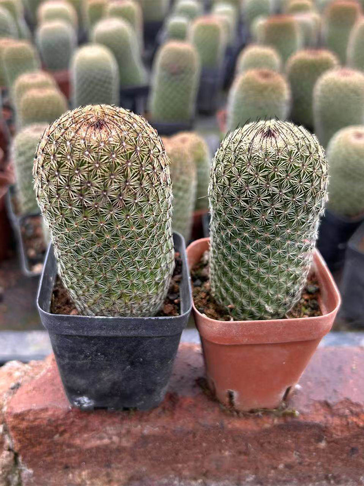 Mammillaria matudae