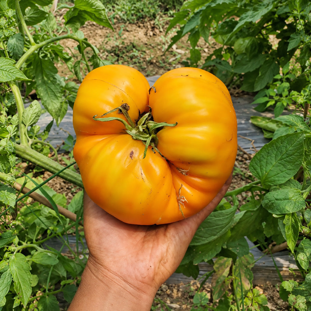235 Kozula 202-1 Tomato