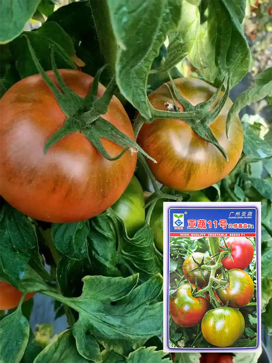 Yashu No.11 Tomato