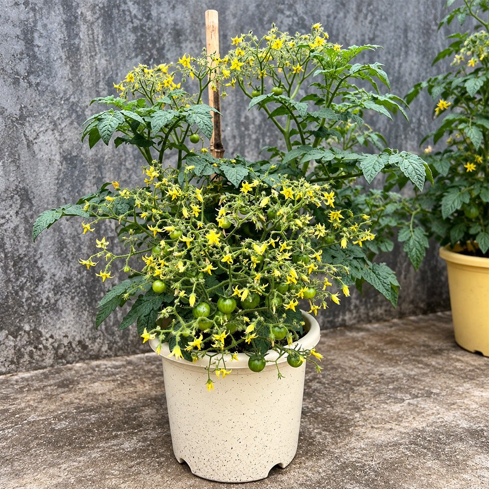144 Dark Dwarf Multiflora Tomato