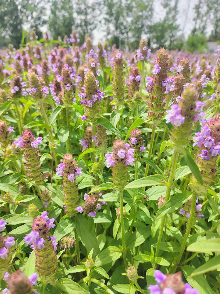 Large-Flowered Selfheal (Mixed Colors)