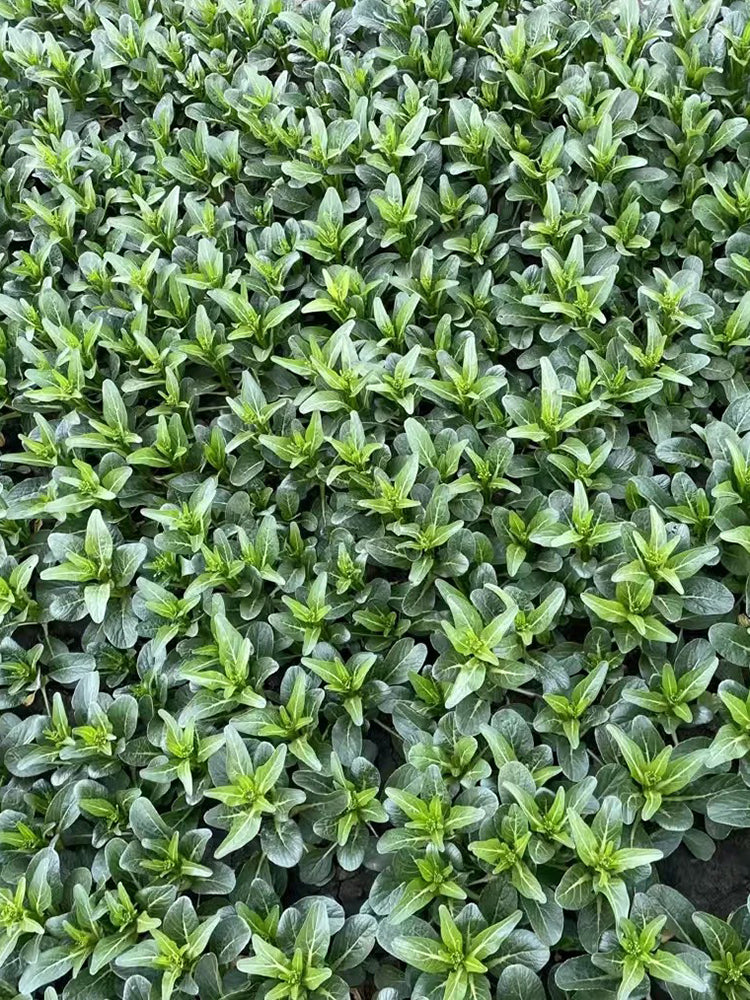 Meiqi No.1 Sweet Choy Sum