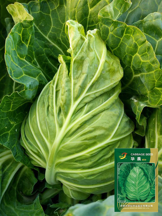 Huachen Oxheart Cabbage