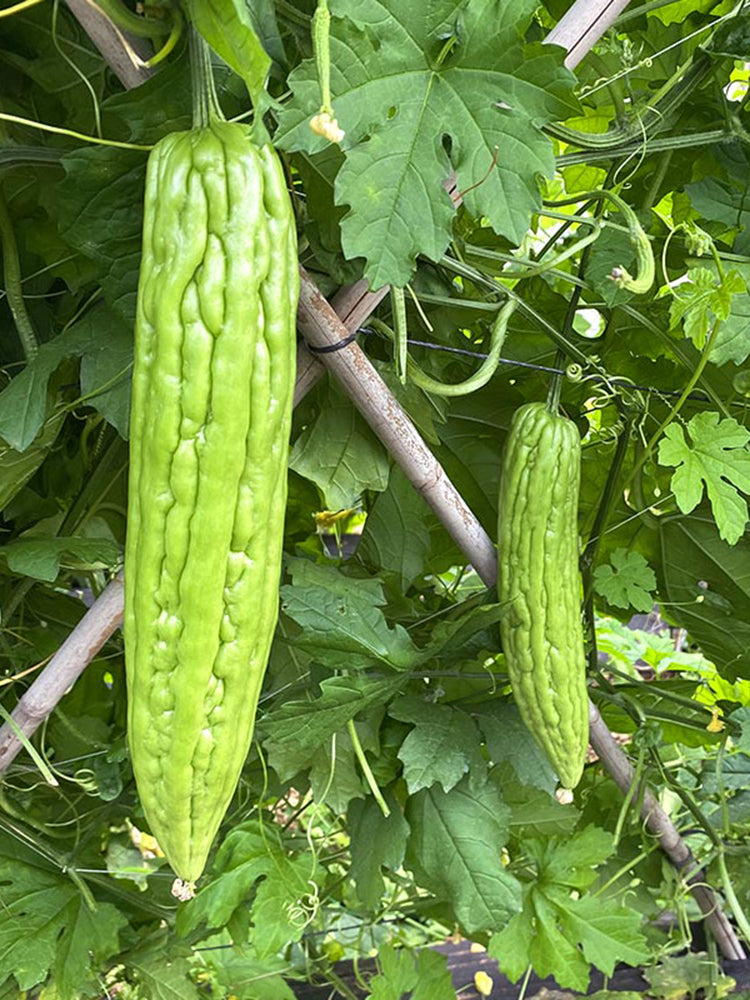 Jiemei No.5 Bitter Gourd