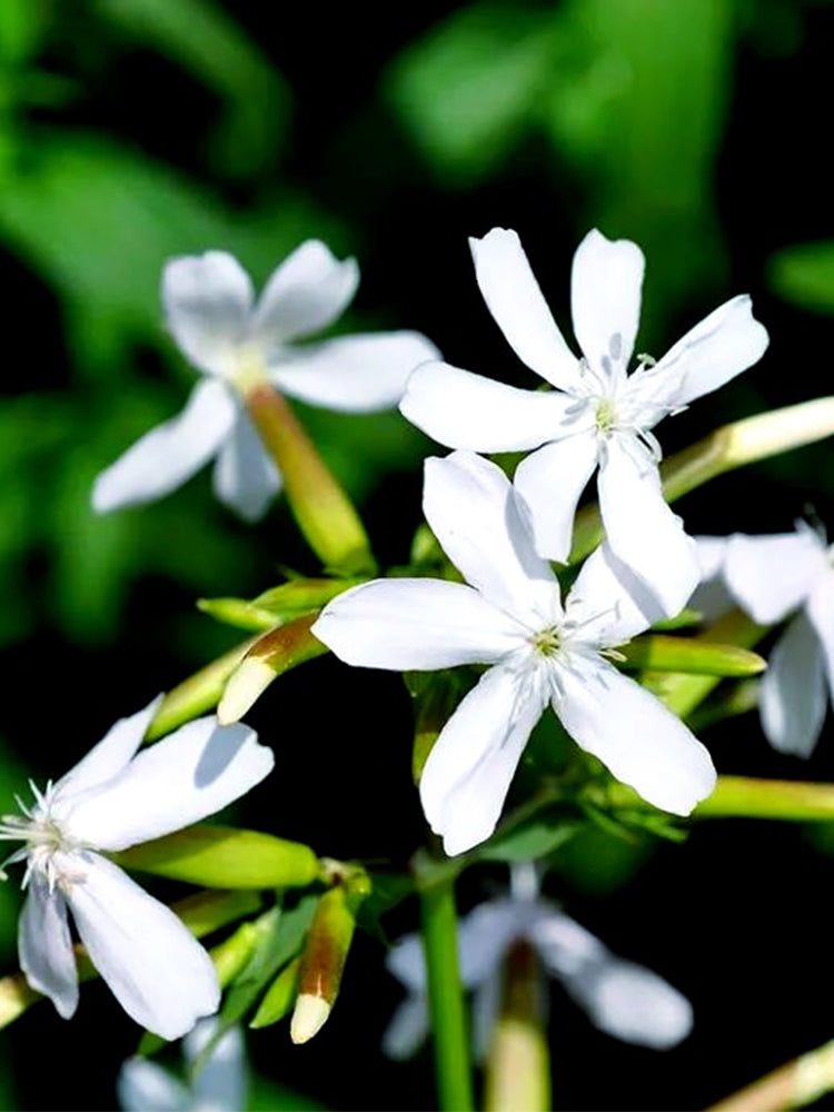 Bouncing Bet (Saponaria officinalis L.)