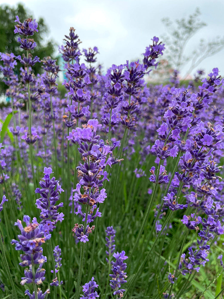 Hezhichun Lavender