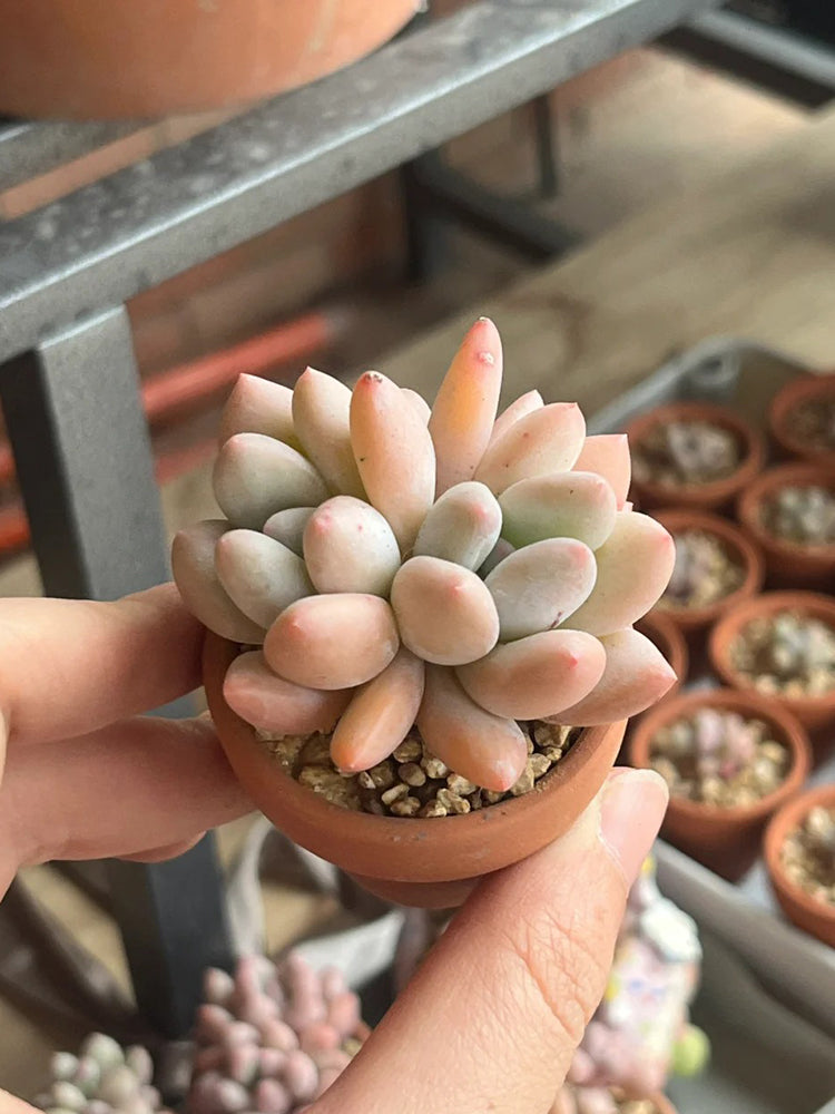 Echeveria 'Perfume'‌