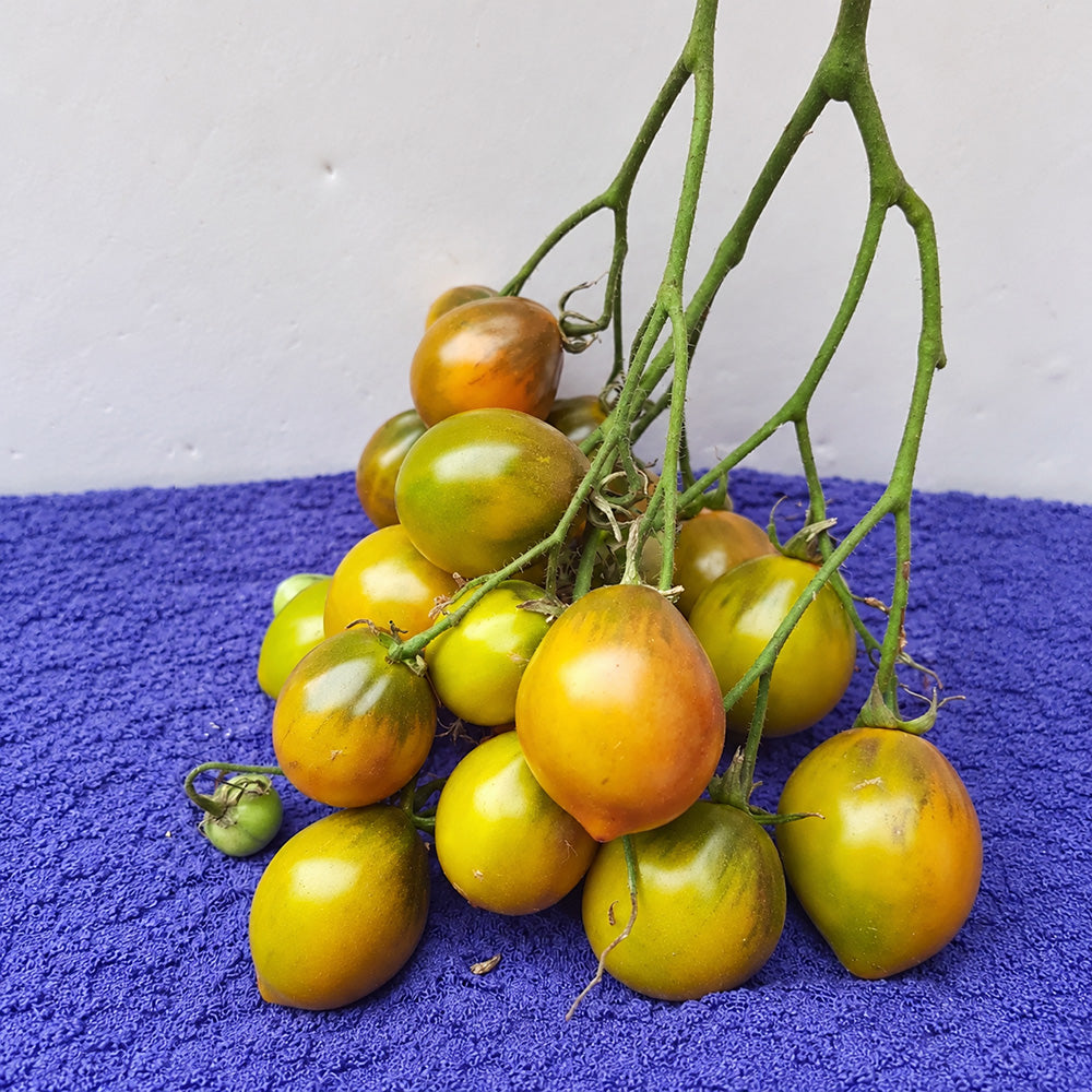 216 Smolka Beauty Multiflora Tomato