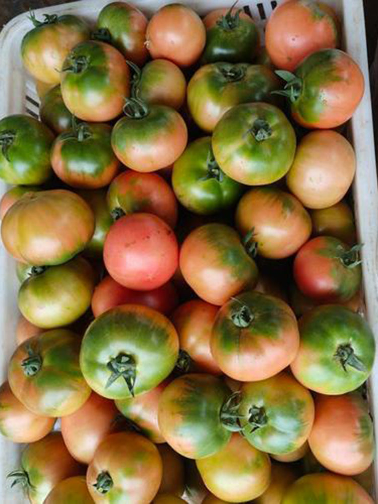 Sweet Heart Fruit Tomato