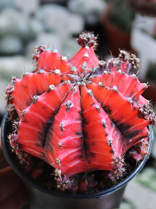 Gymnocalycium mihanovichii variegata 'Oil Painting Peony'