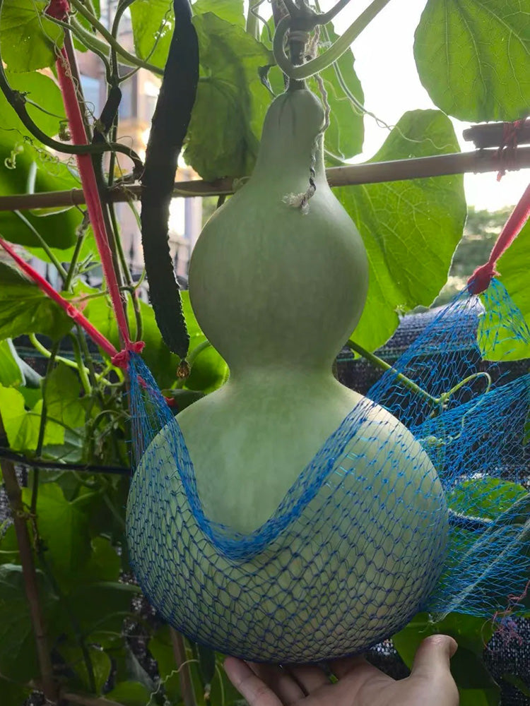 Extra-Large Bottle Gourd