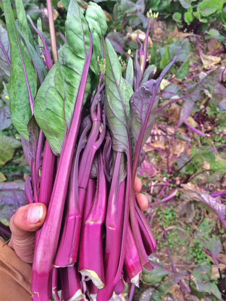 'Hongxiu 58' Flowering Stalk