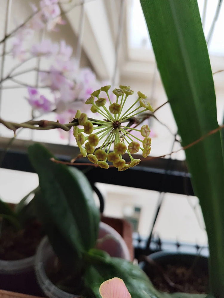 Hoya incrassata Unrooted Stem Cuttings