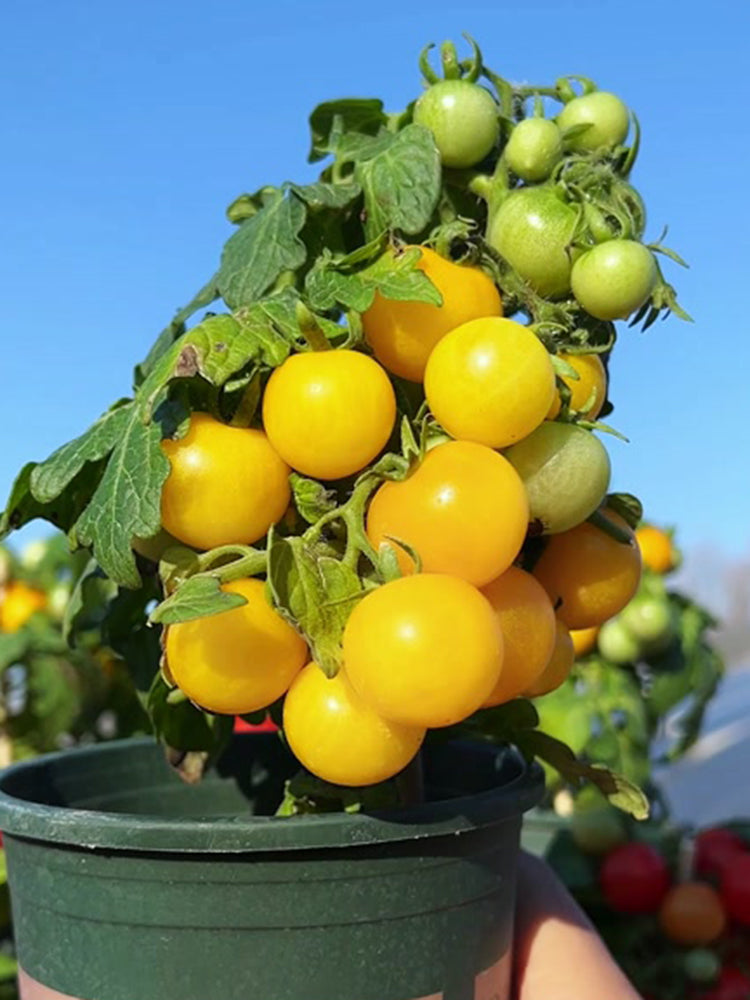 Potted Dwarf Yellow Tomato