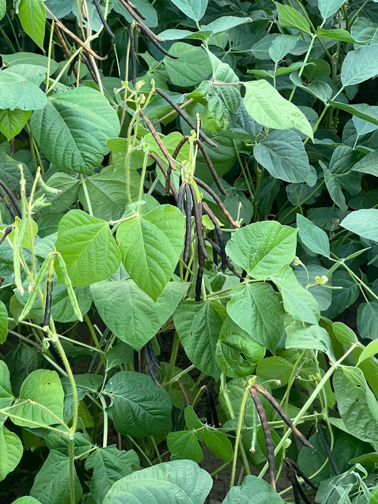 'Fenlüdou No.3' Mung Bean