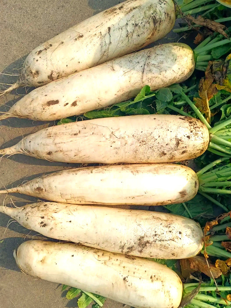 "Hakudaikon" Radish