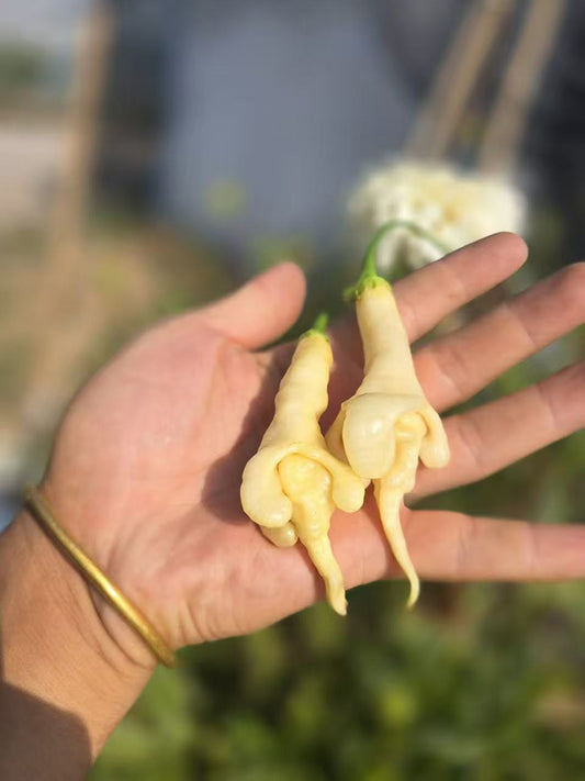 Aji Confusion Pepper