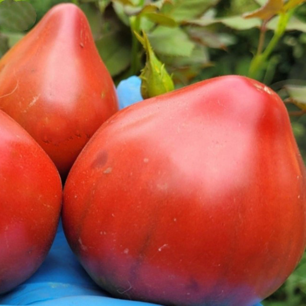 775 Reinhard's Purple Heart Tomato
