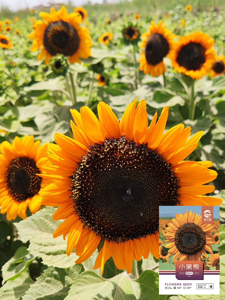 'Little Black Bear' Ornamental Sunflower