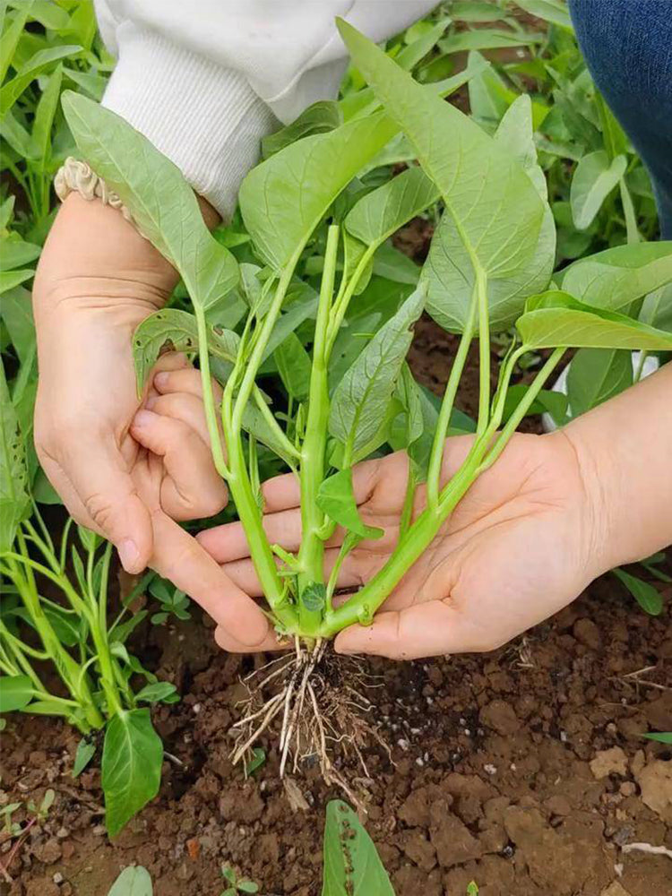 Three-Forked Water Spinach