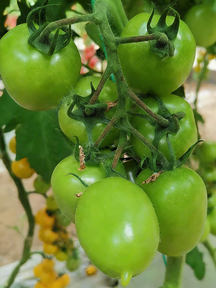 Green Jade Tomato