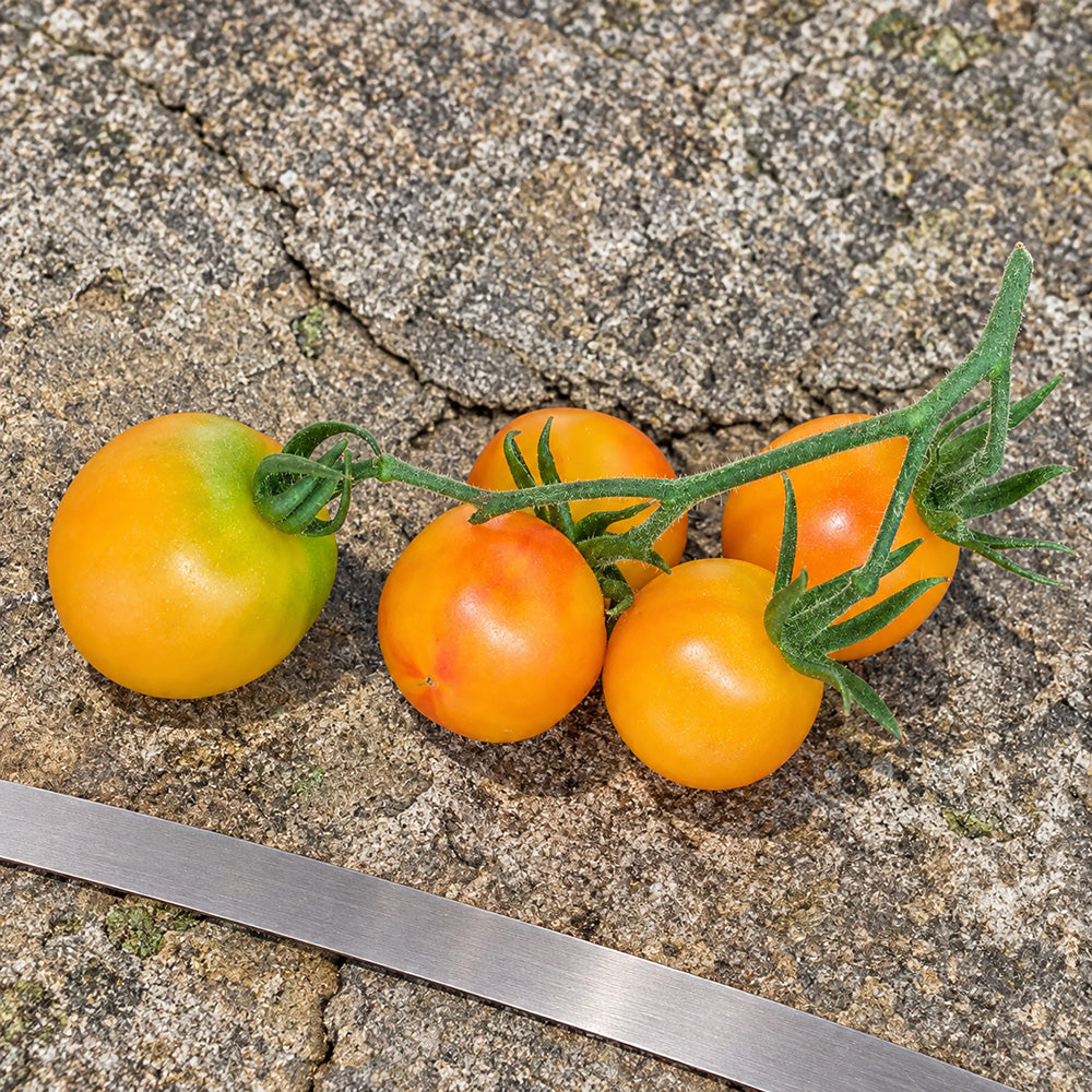366 Marizol Magic Tomato