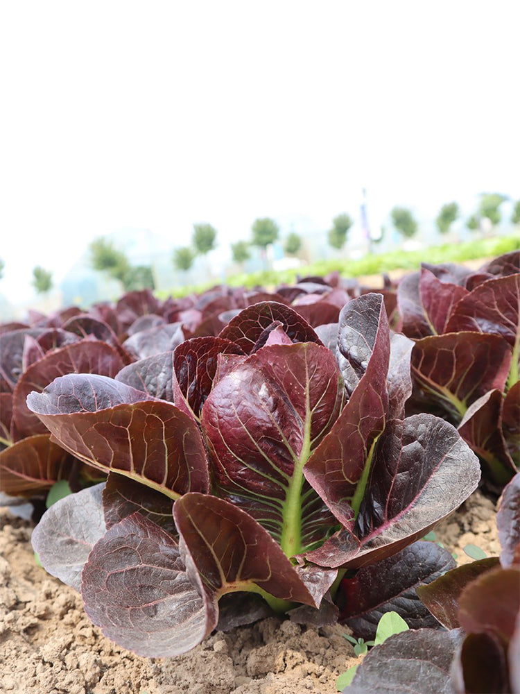 Purple Romean Bellfarm® Purple Roman Lettuce Seeds – MUCIAKIE