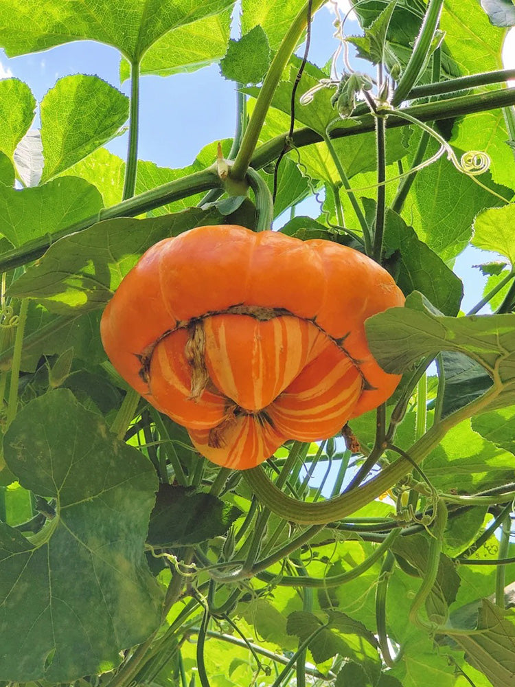 Censer Squash