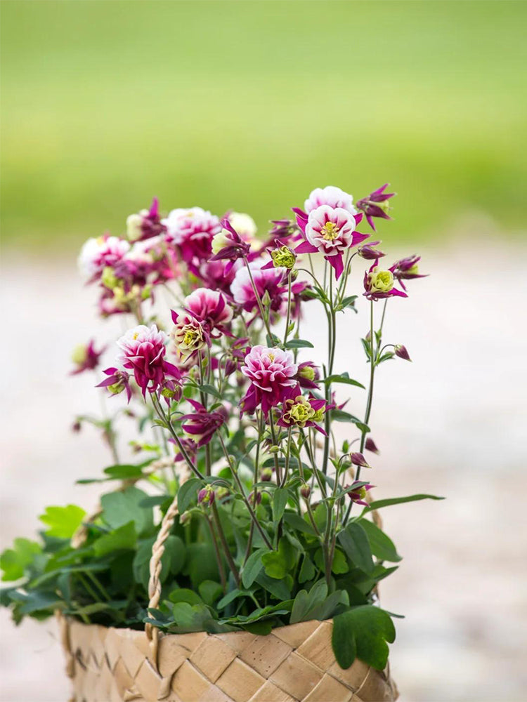 Hezhichun Aquilegia 'Crown Jewels Mixed'