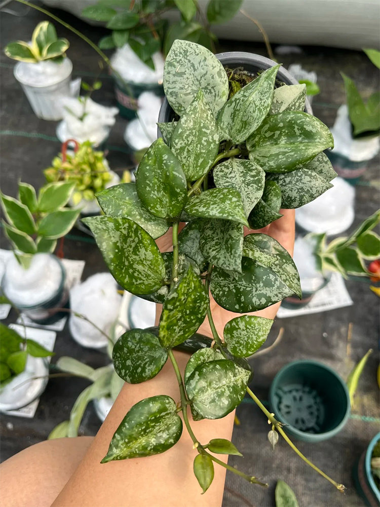 Hoya 'Sweet' Unrooted Stem Cuttings
