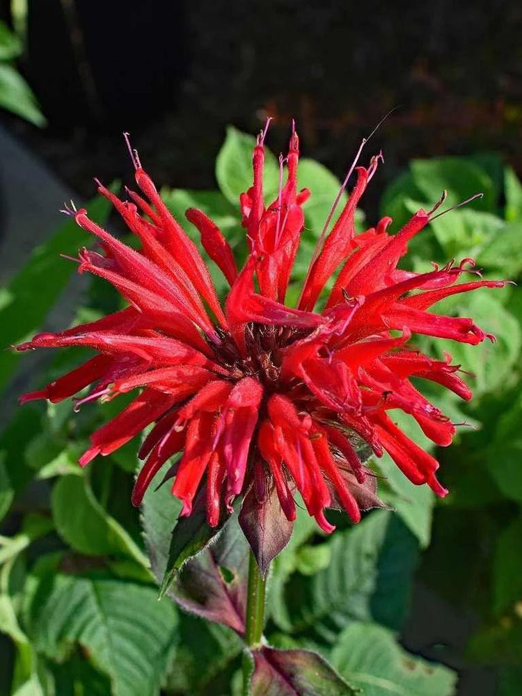 'Red Shades' Bee Balm