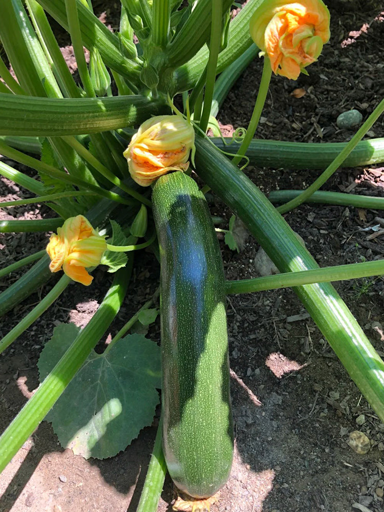 Summit Zucchini