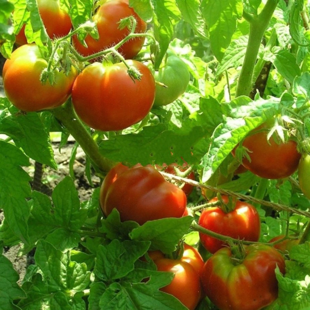590 Vechnyi Zov Tomato