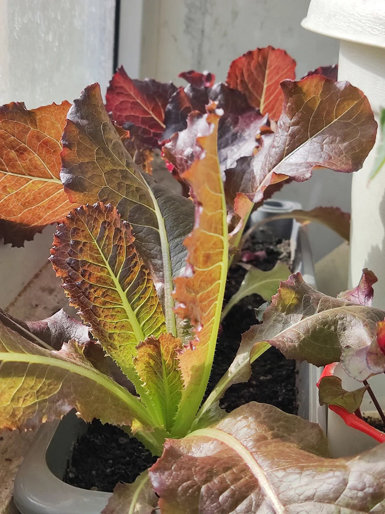 'Jing Zique' Lettuce