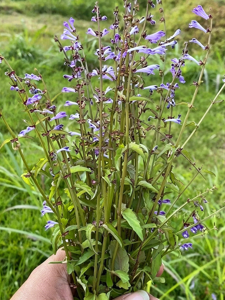 Barbed Skullcap