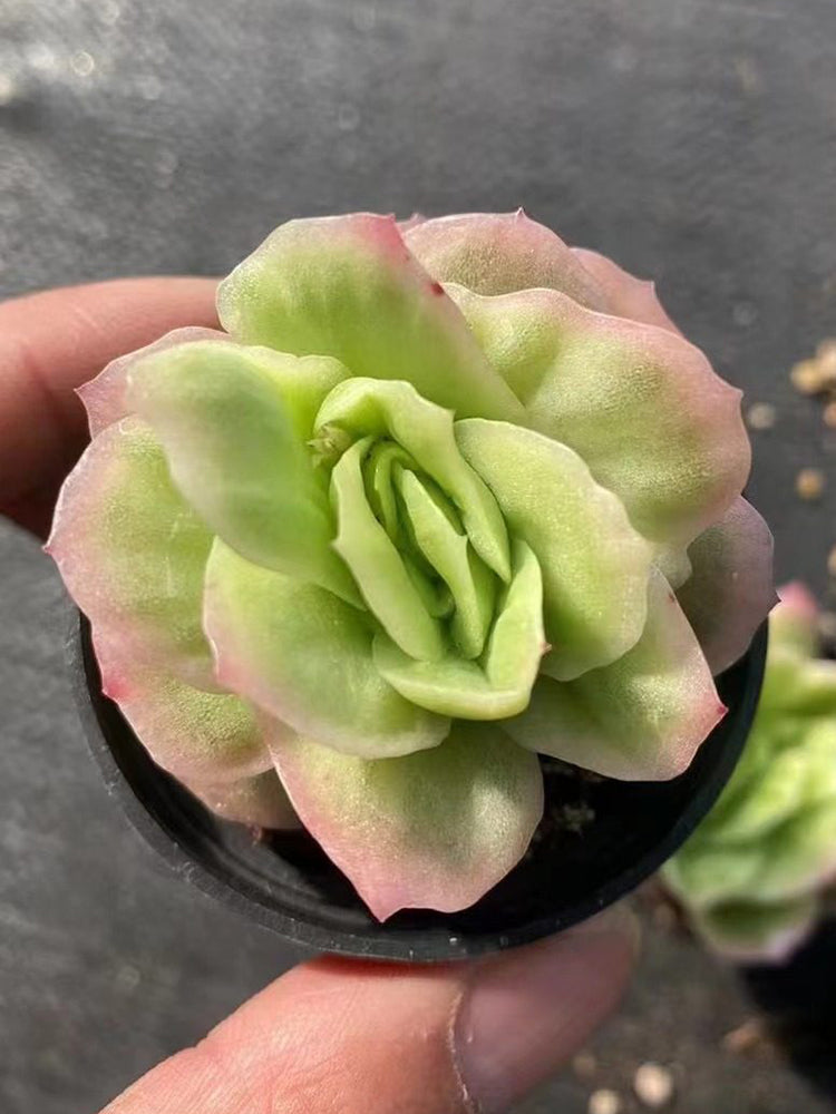 Echeveria 'Pinkola'