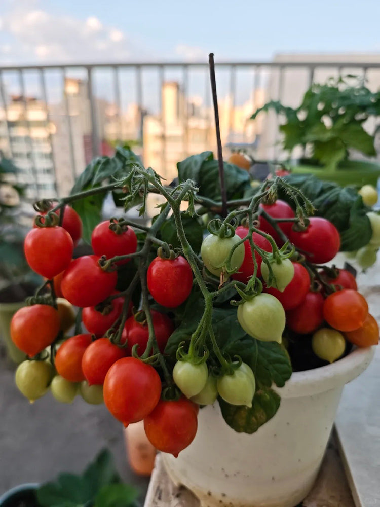 'Evita' Mini Potted Tomato
