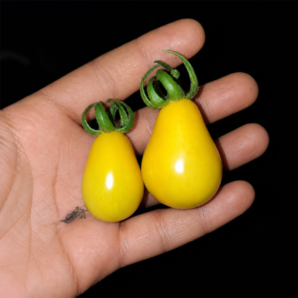 24 Yellow Submarine Tomato