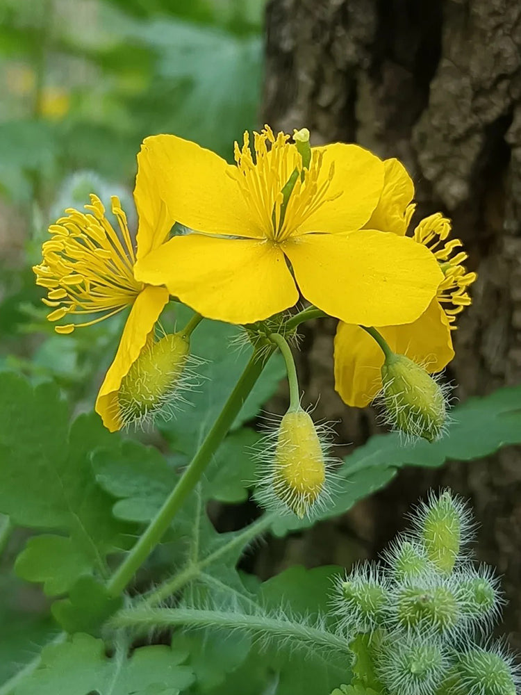 Greater Celandine