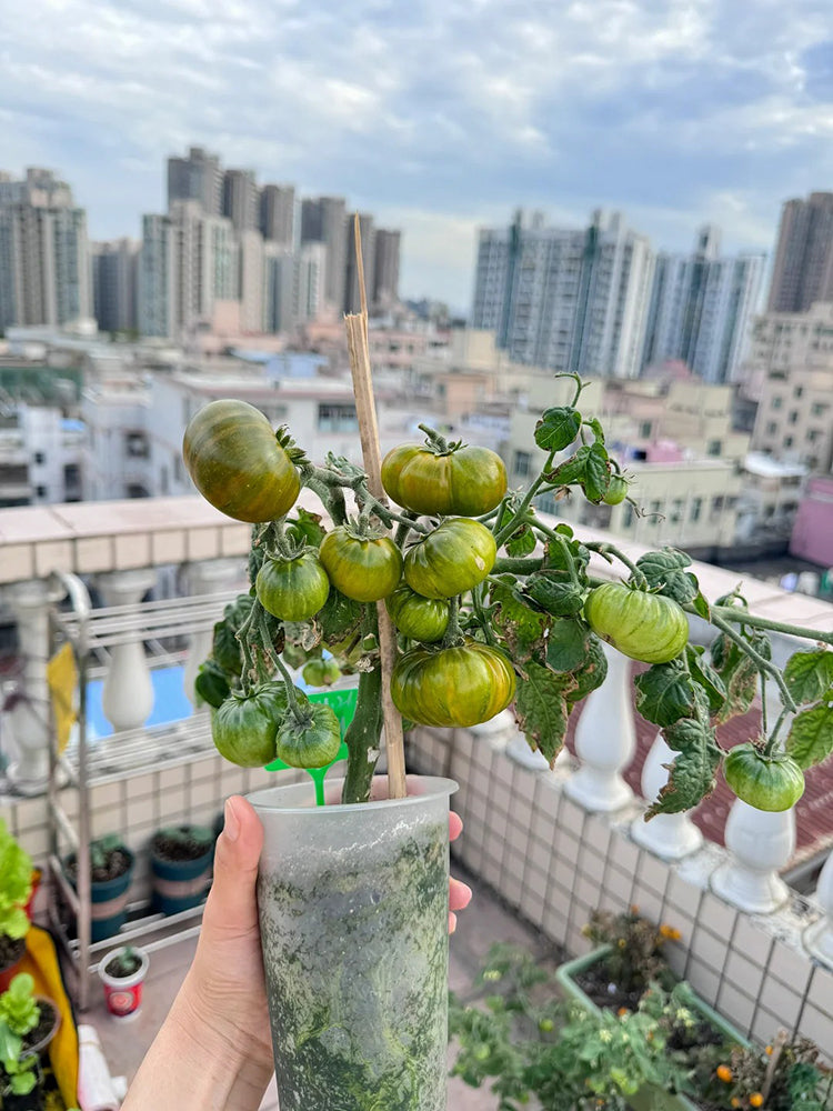 'Eden Micro Tiny No.4' Tomato