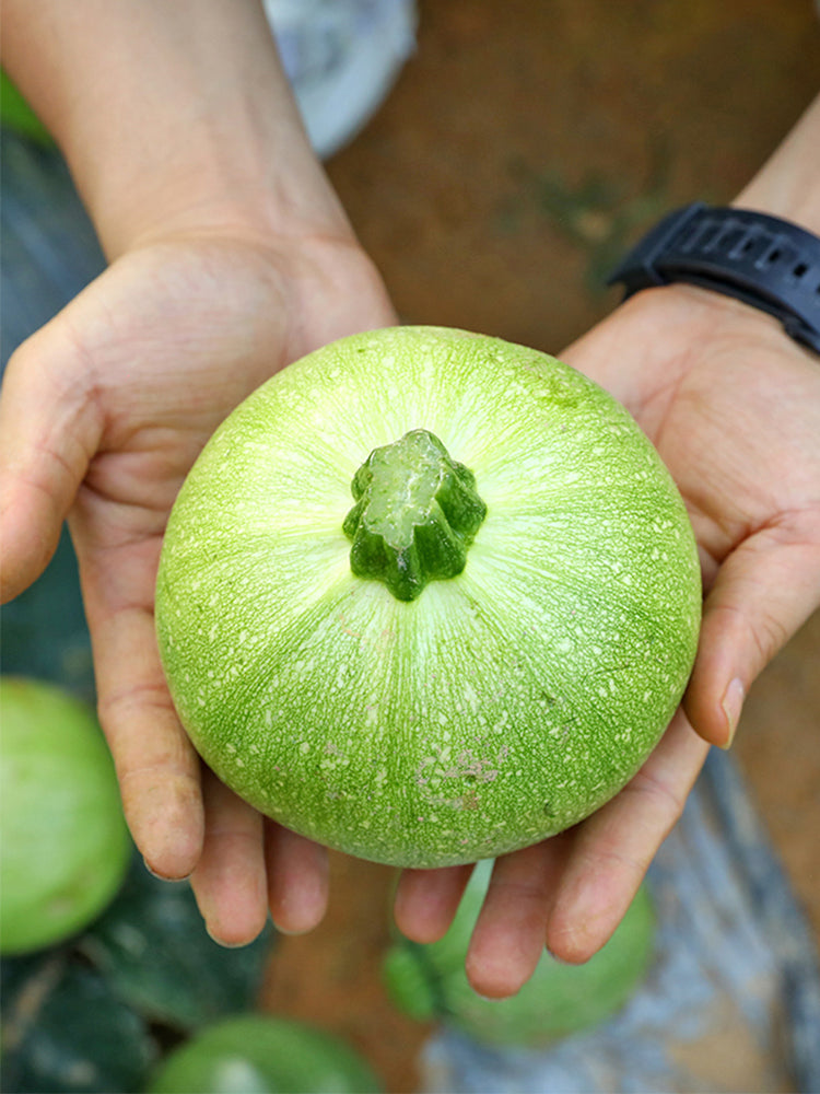 Green Pearl Zucchini