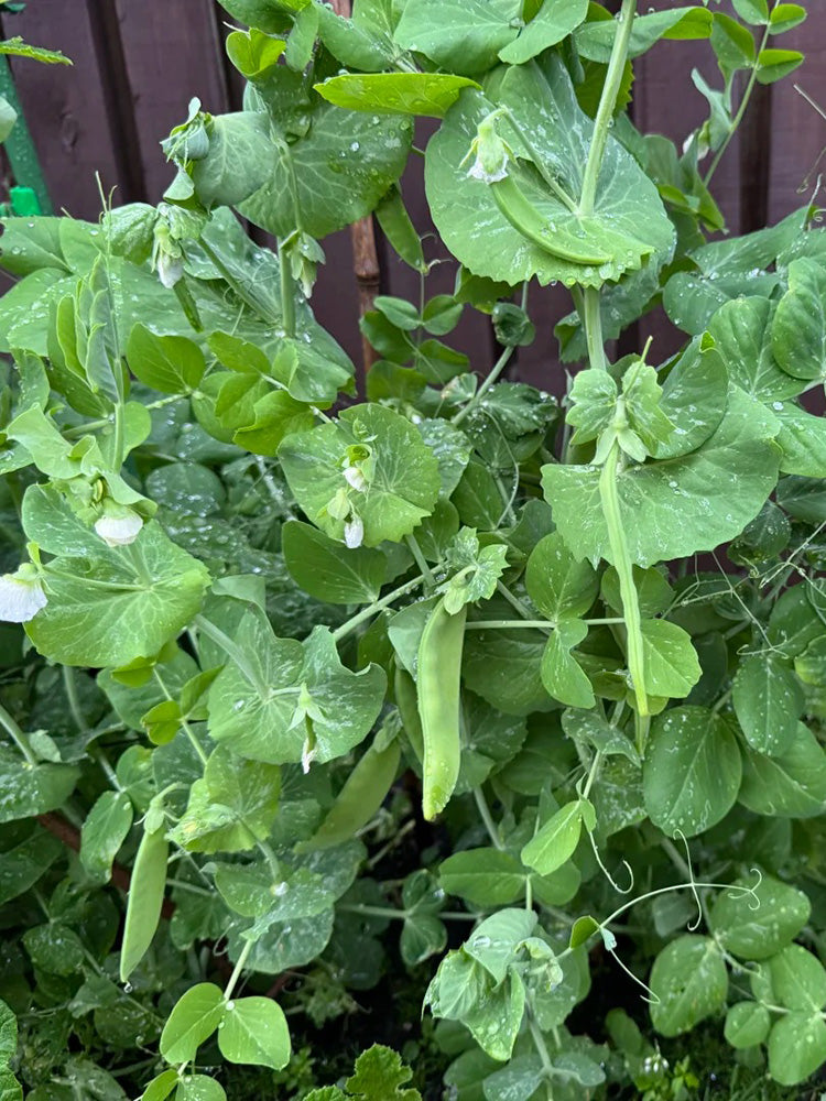 White Flower Double Pod Snow Pea