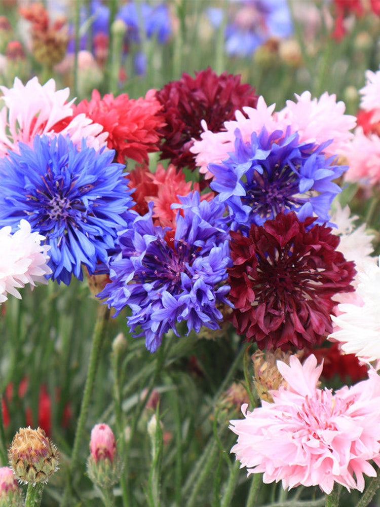 Hezhichun Mixed Color Cornflower