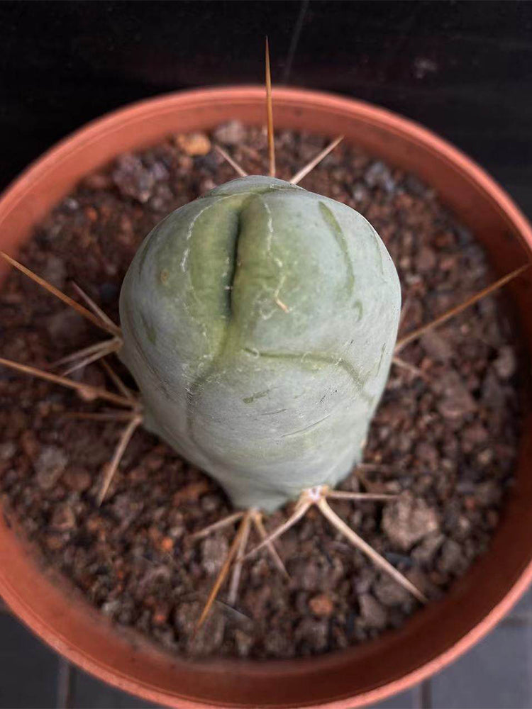 Echinopsis lageniformis f. monstruosa