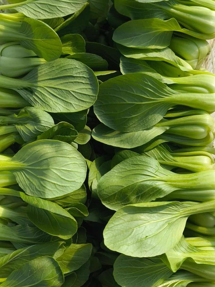 Qingjiang Sweet Pak Choi
