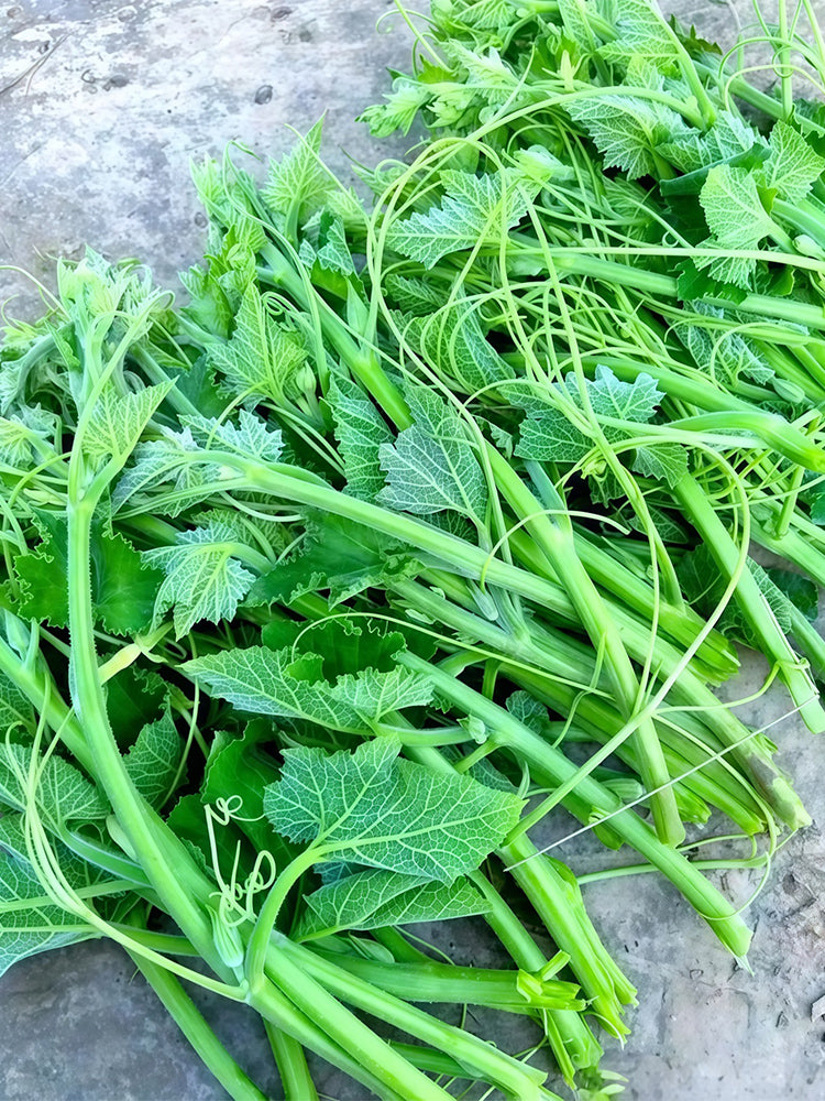 Feizai Pumpkin Shoots