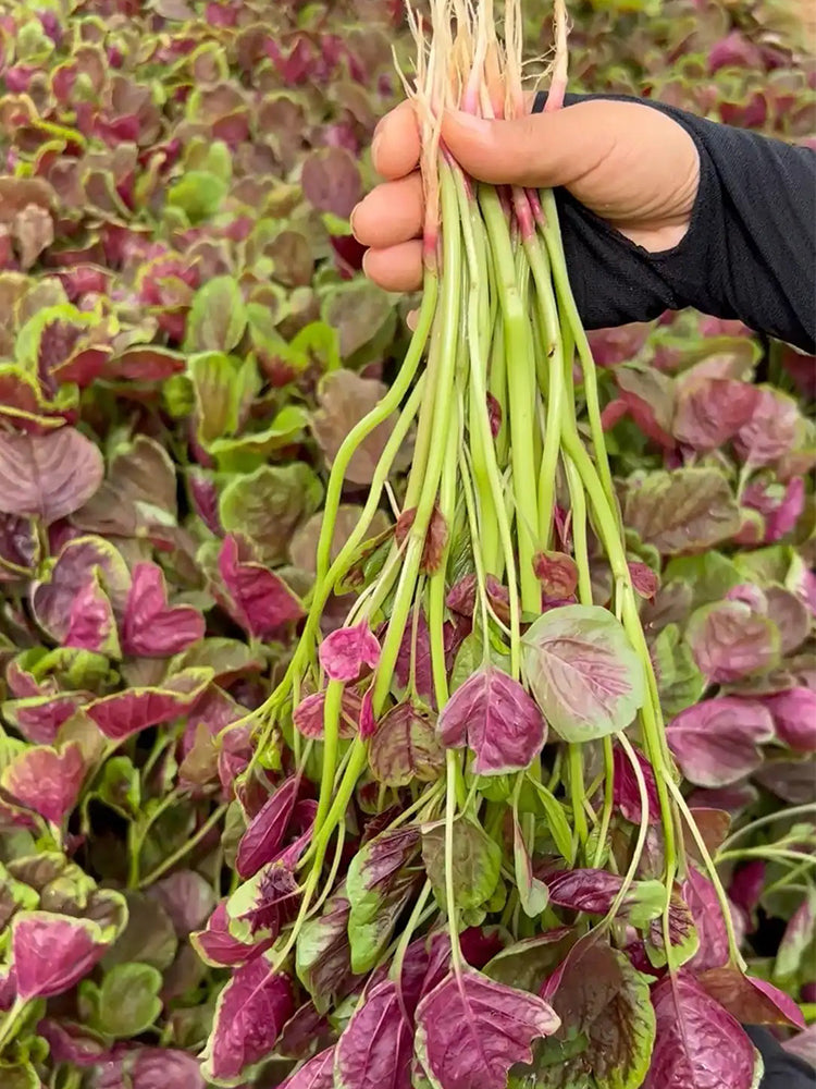 Red-Green Round-leaf Amaranth
