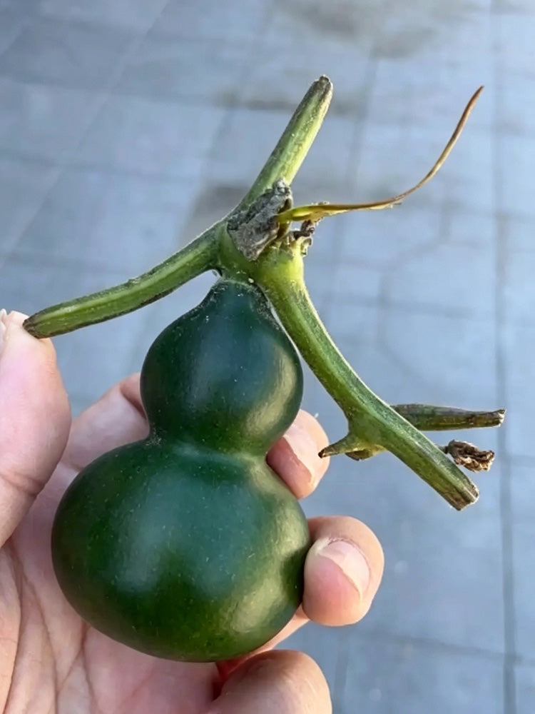 Dark Green Gourd
