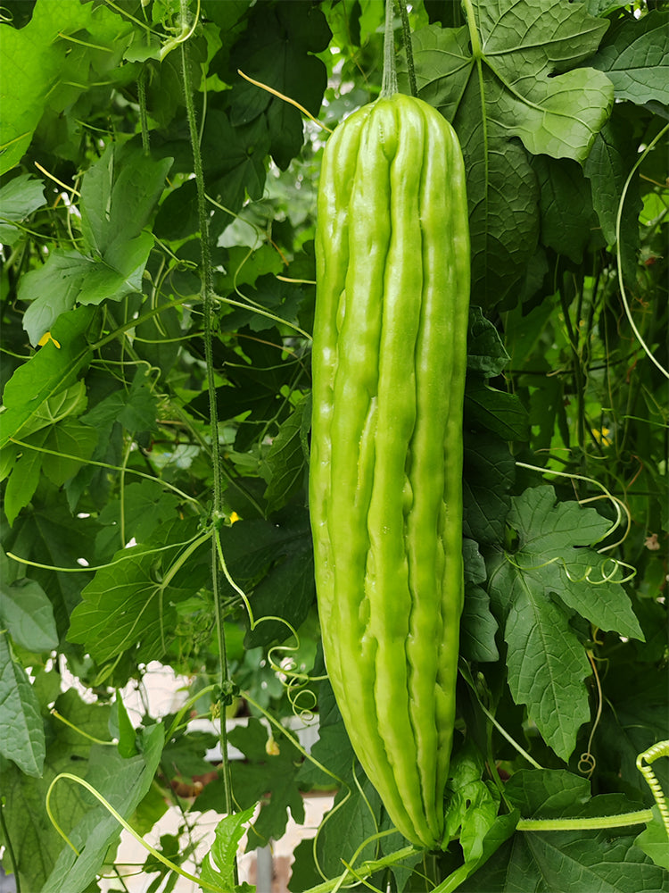 Jiemei No.5 Bitter Gourd